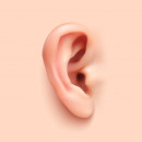 Ear